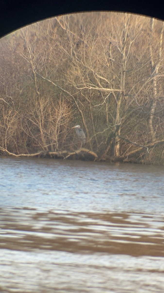 Great Blue Heron - ML617589888