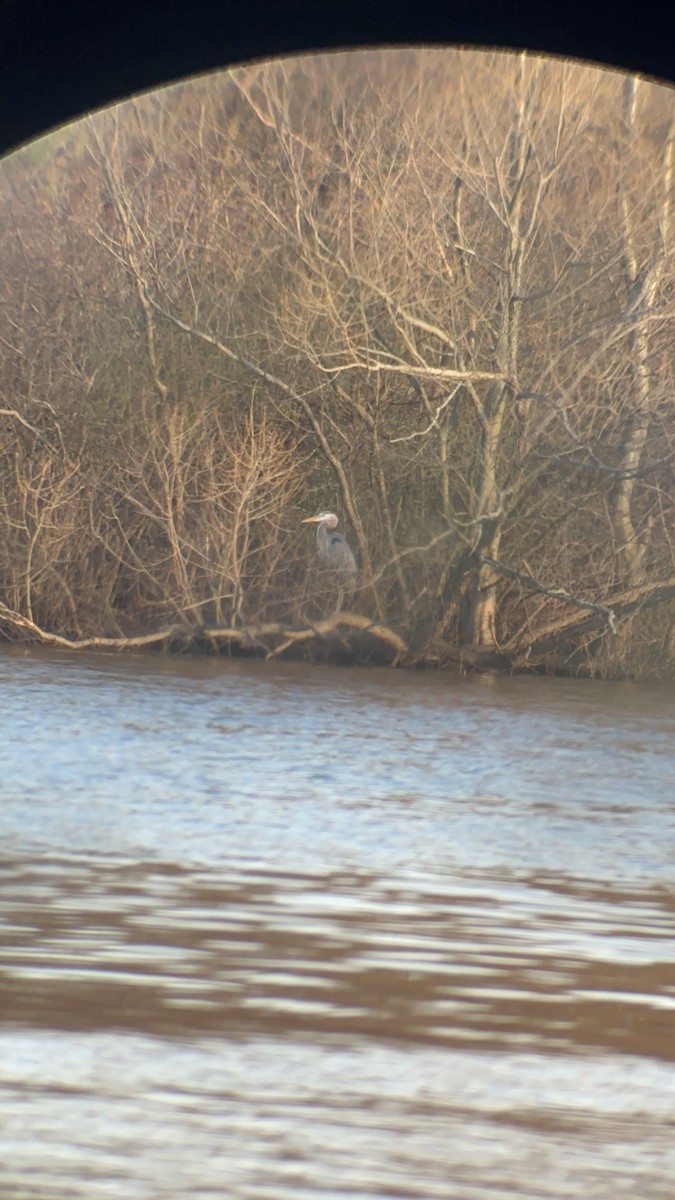 Great Blue Heron - Lori Markley