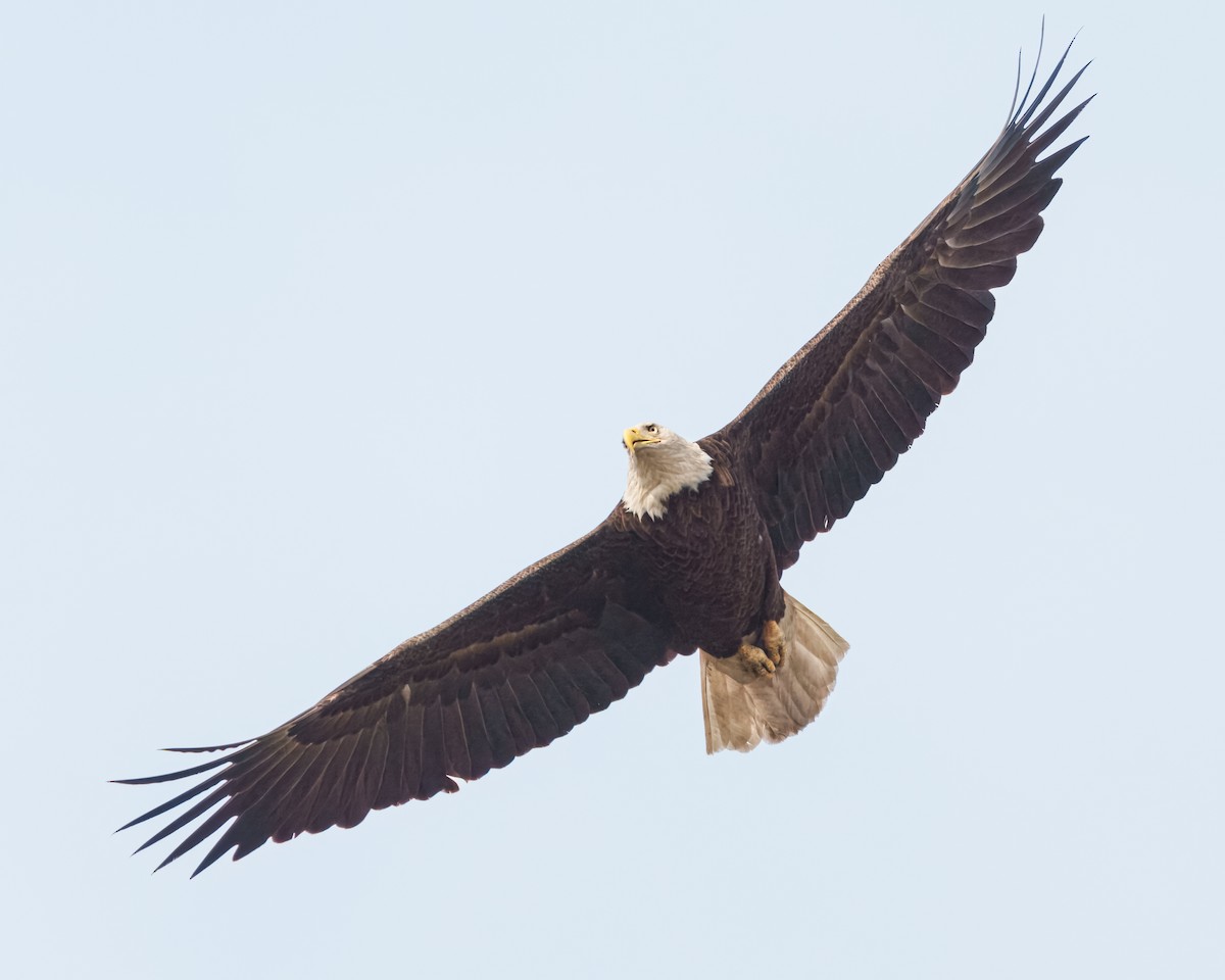 Bald Eagle - ML617589920