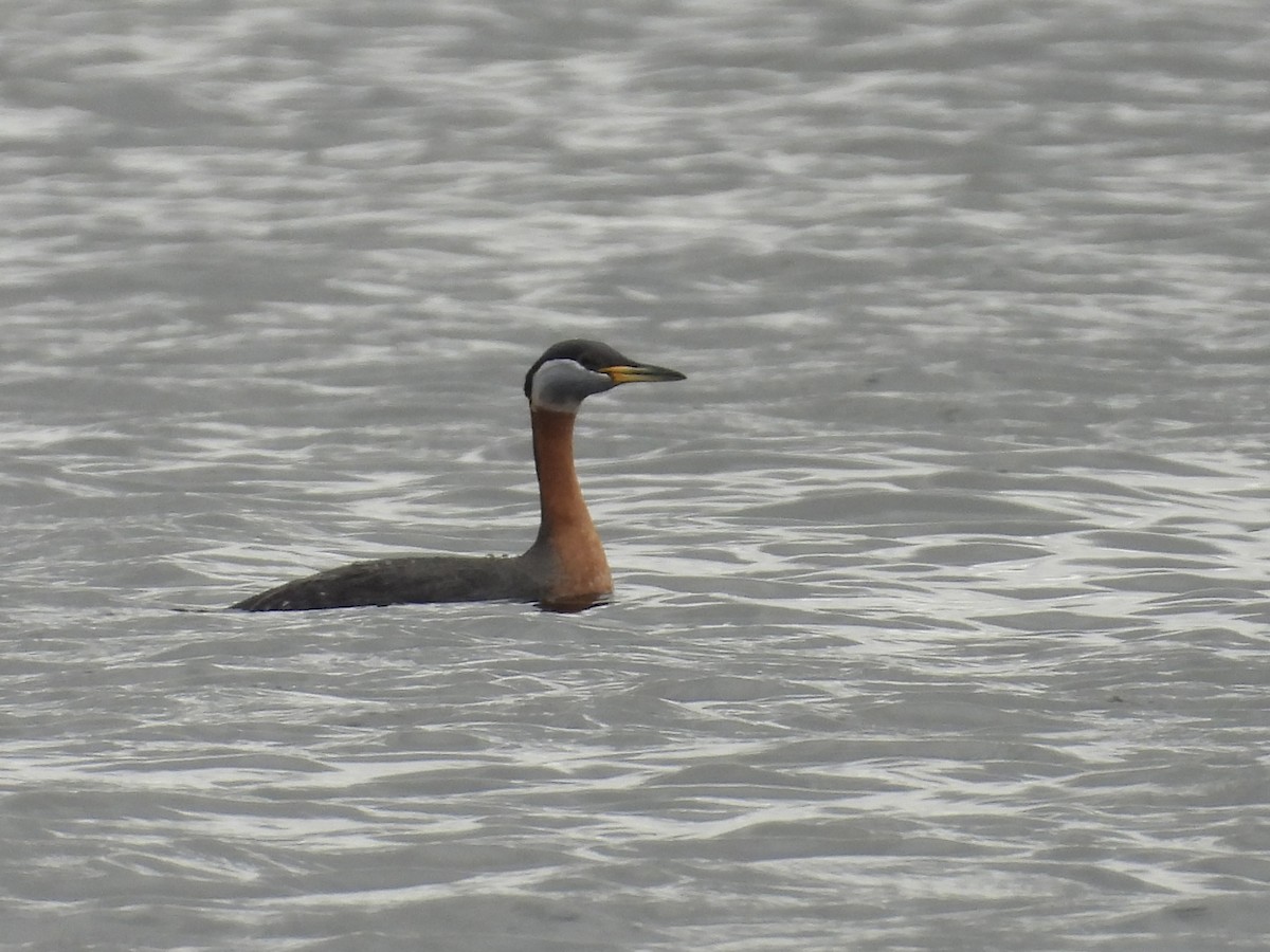 Red-necked Grebe - ML617589927