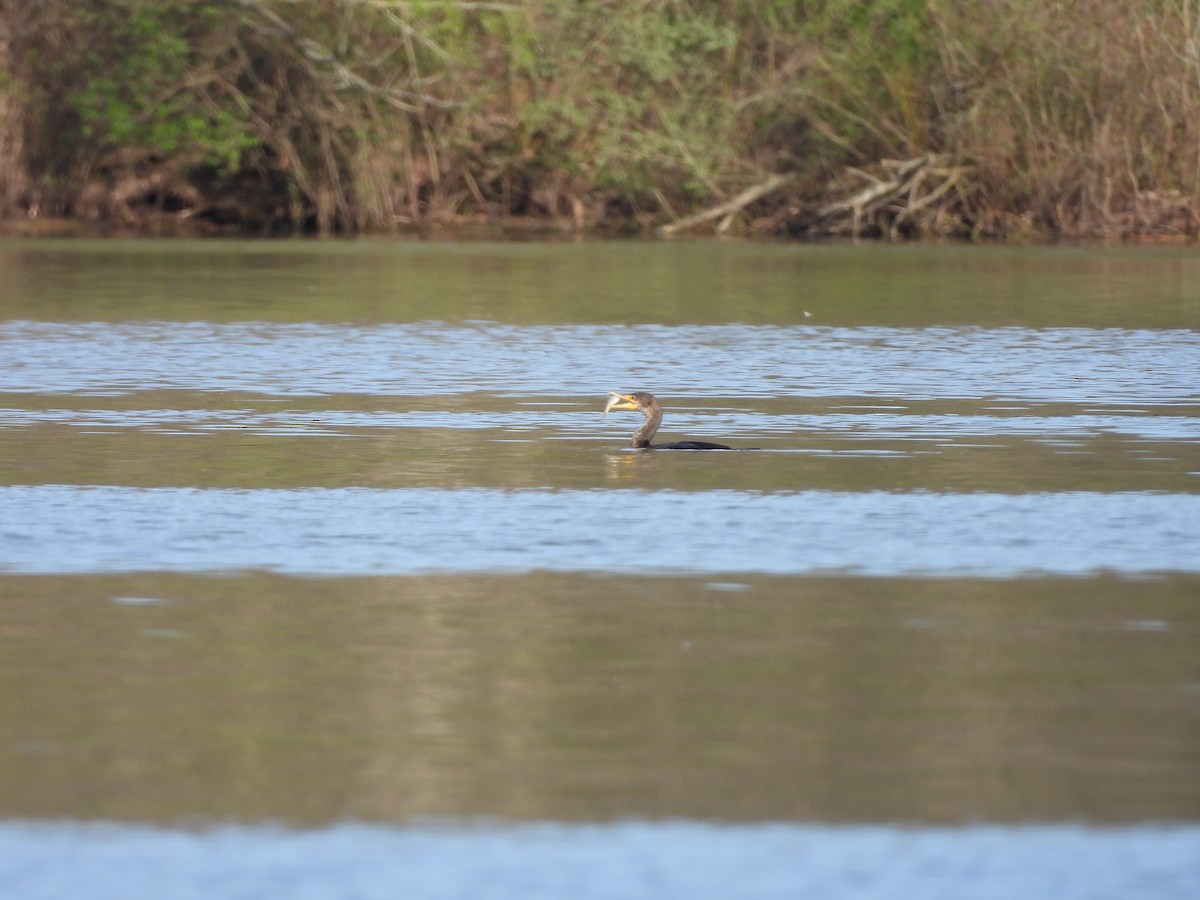 Double-crested Cormorant - ML617589948