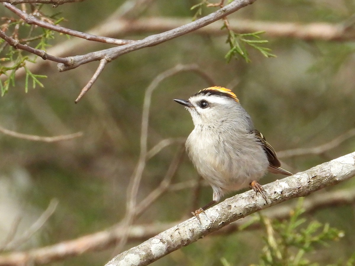 Roitelet à couronne dorée - ML617589968