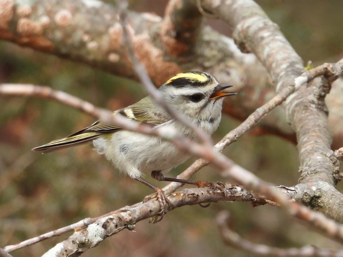 Golden-crowned Kinglet - ML617589969