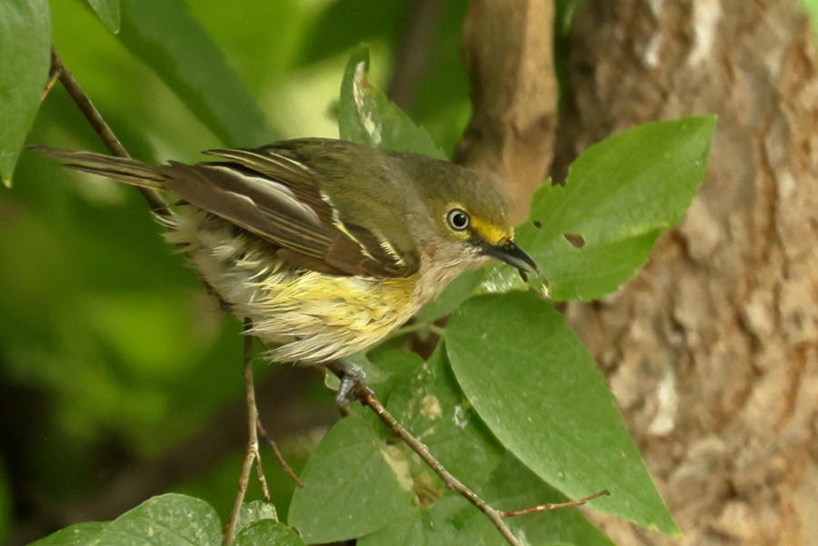 hvitøyevireo - ML617589972