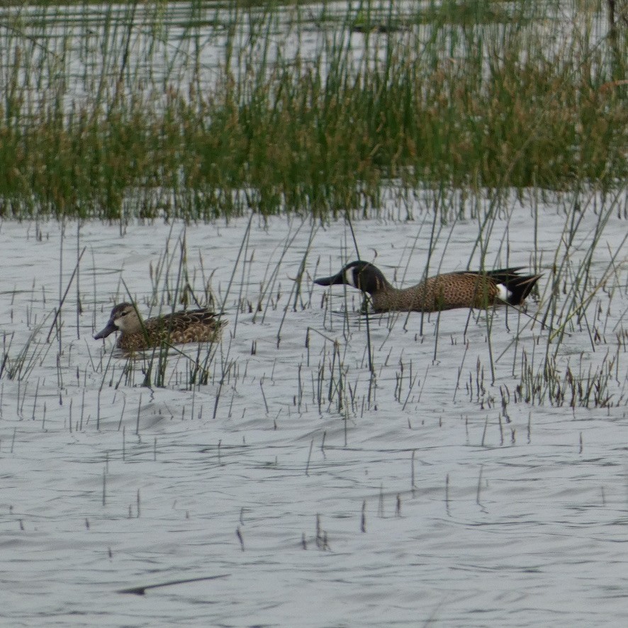 Blue-winged Teal - ML617589985