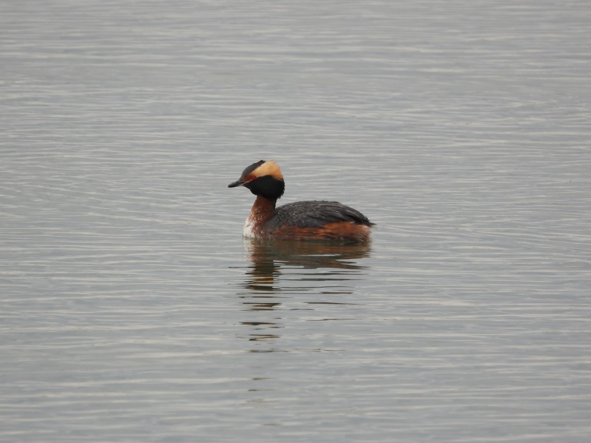 Horned Grebe - ML617590013