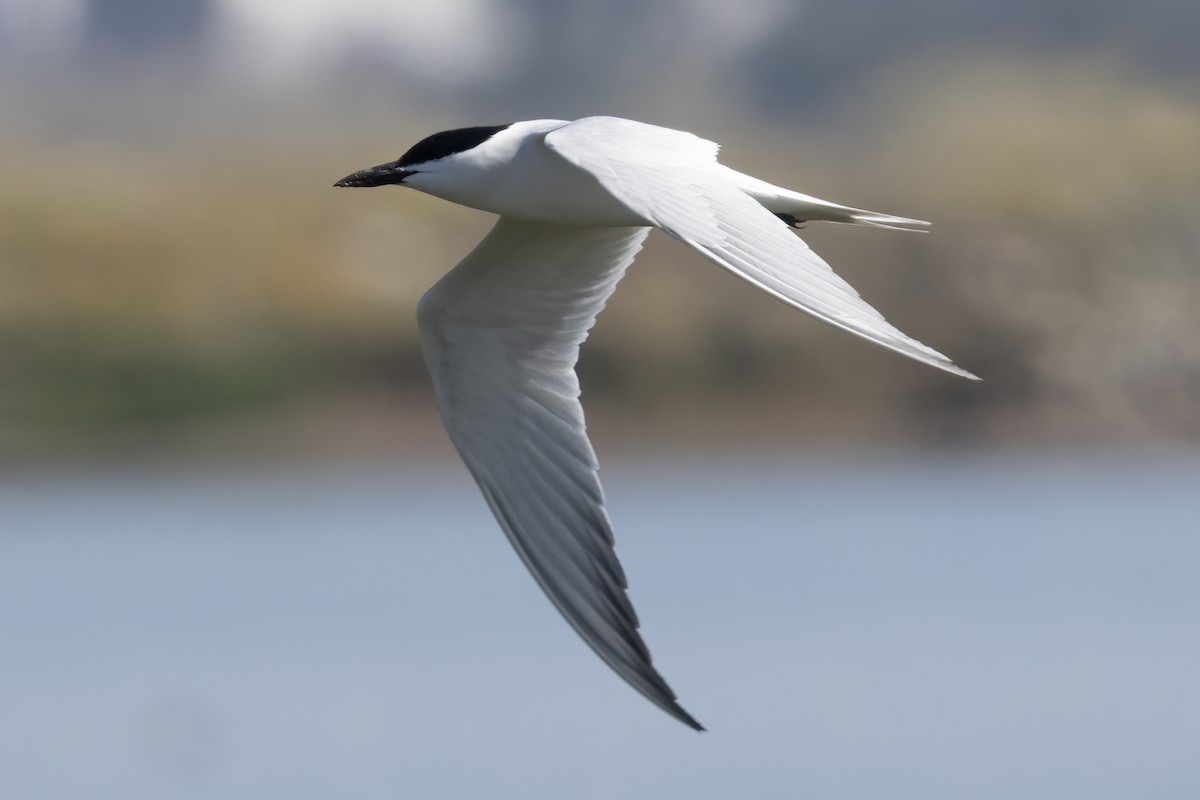 Gull-billed Tern - ML617590065