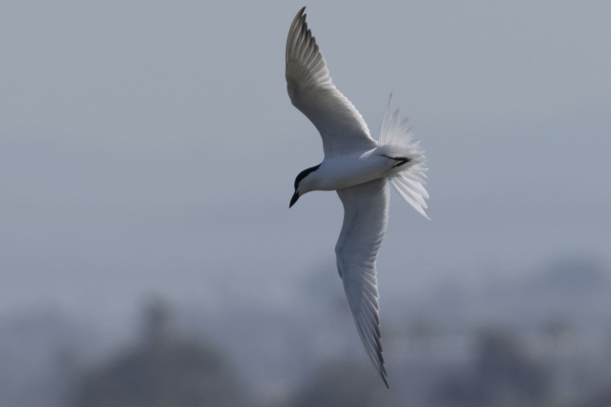 Gull-billed Tern - ML617590068