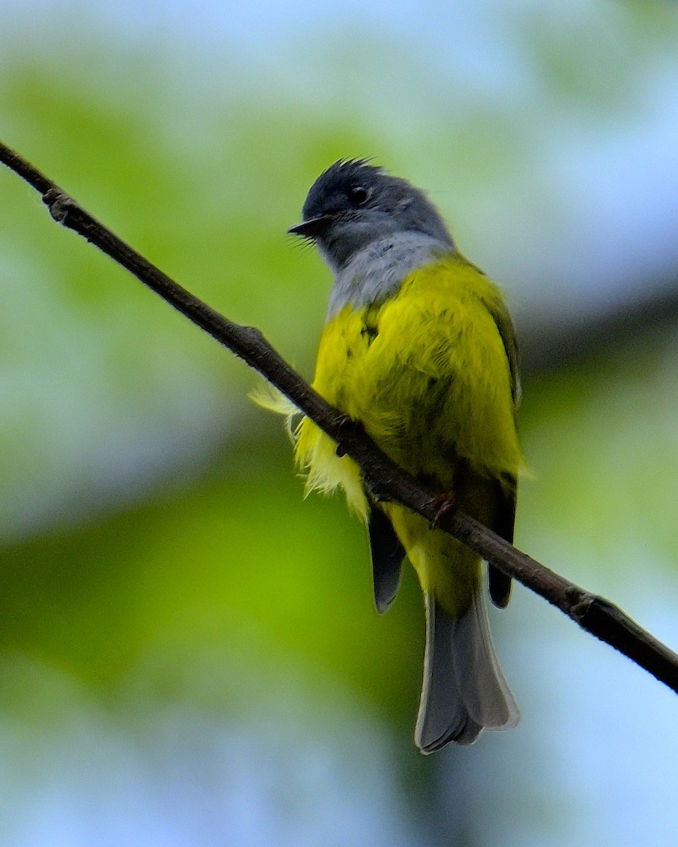 Gray-headed Canary-Flycatcher - ML617590100