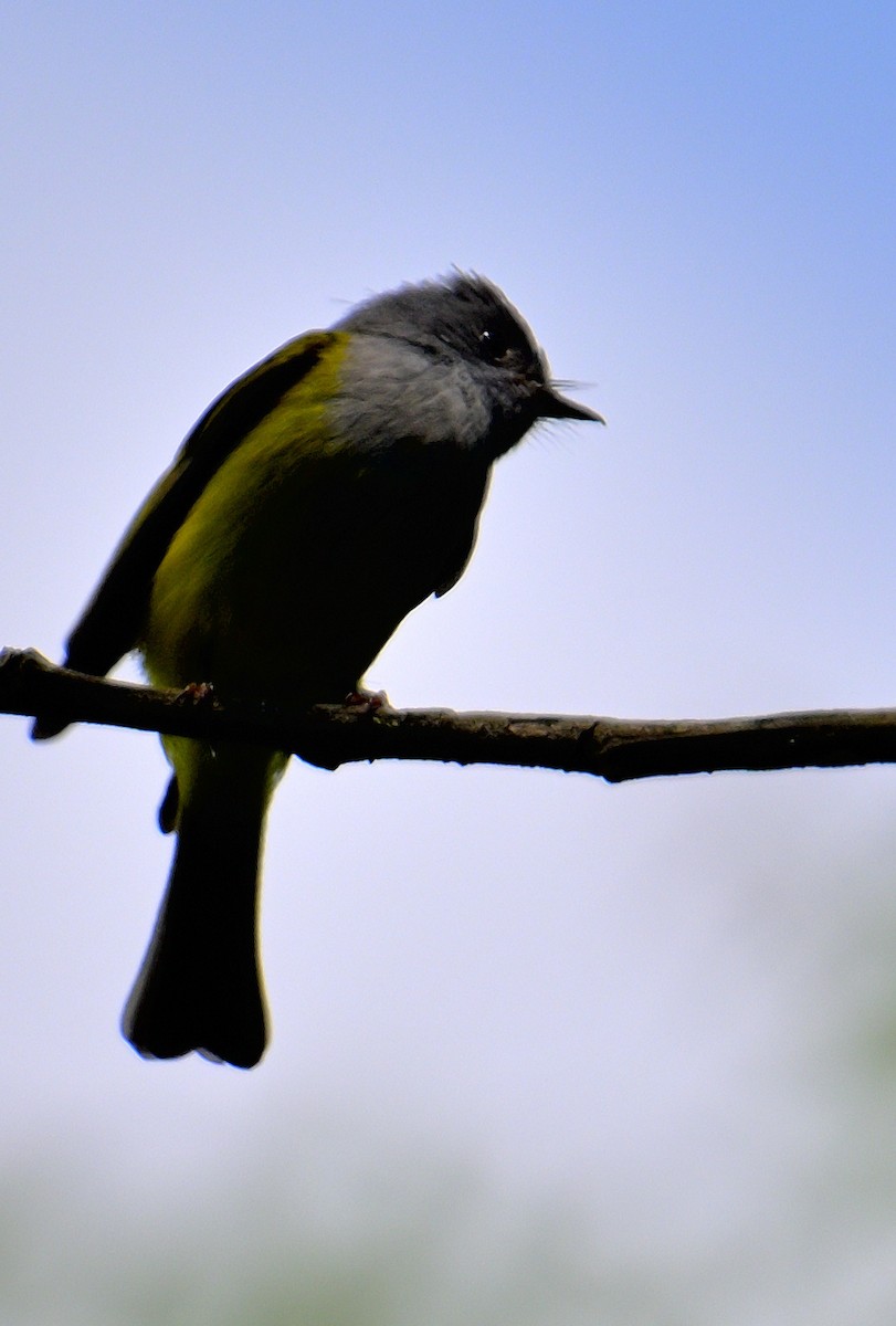 Gray-headed Canary-Flycatcher - ML617590101