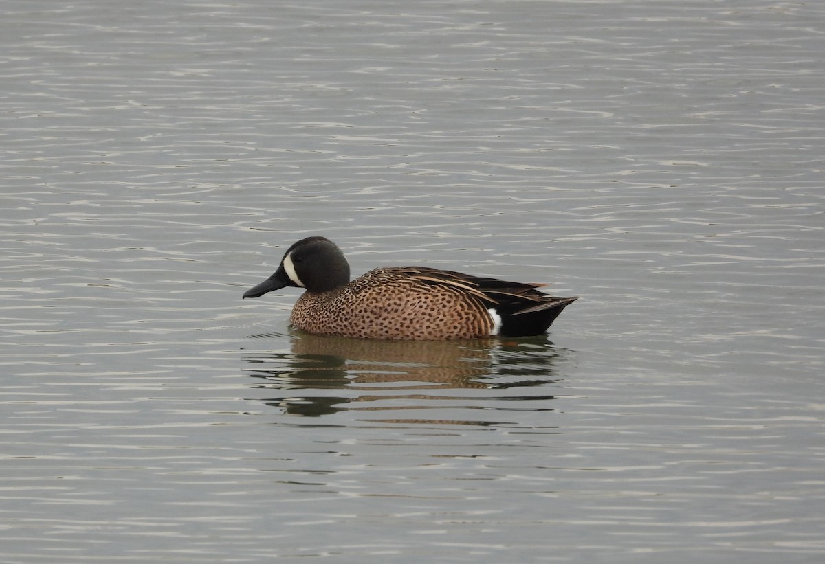 Blue-winged Teal - ML617590119
