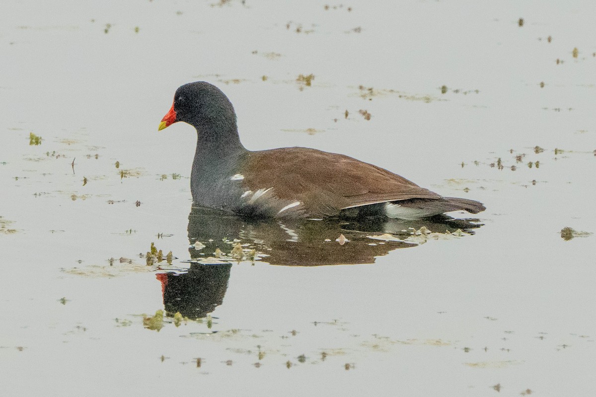 Common Gallinule - ML617590120