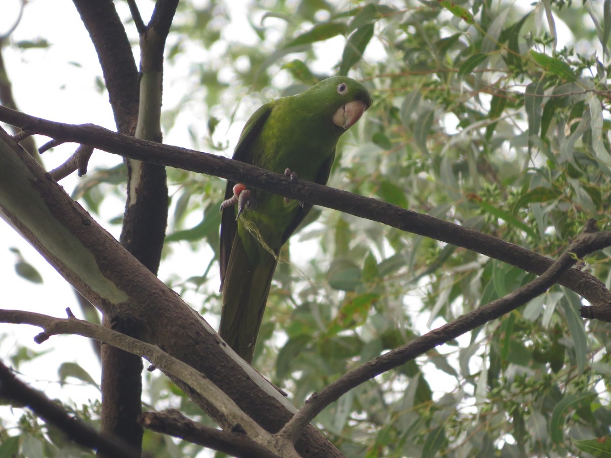 Aratinga Ojiblanca - ML617590153