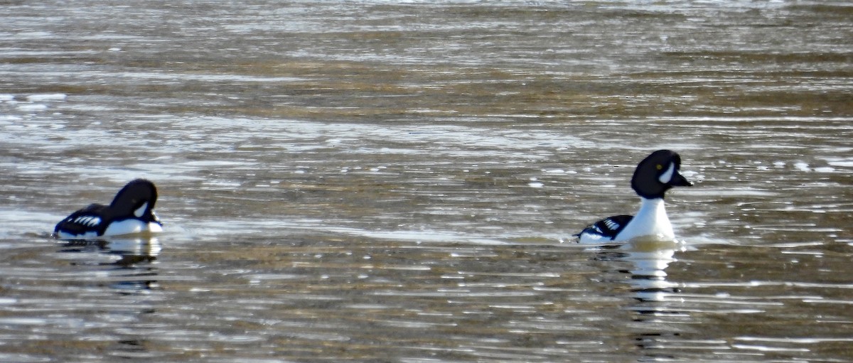 Barrow's Goldeneye - ML617590158