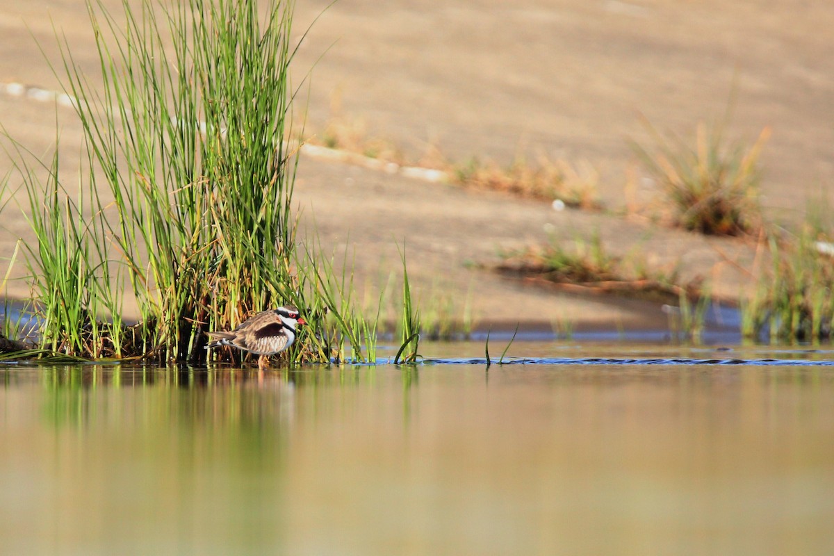 Black-fronted Dotterel - ML617590162