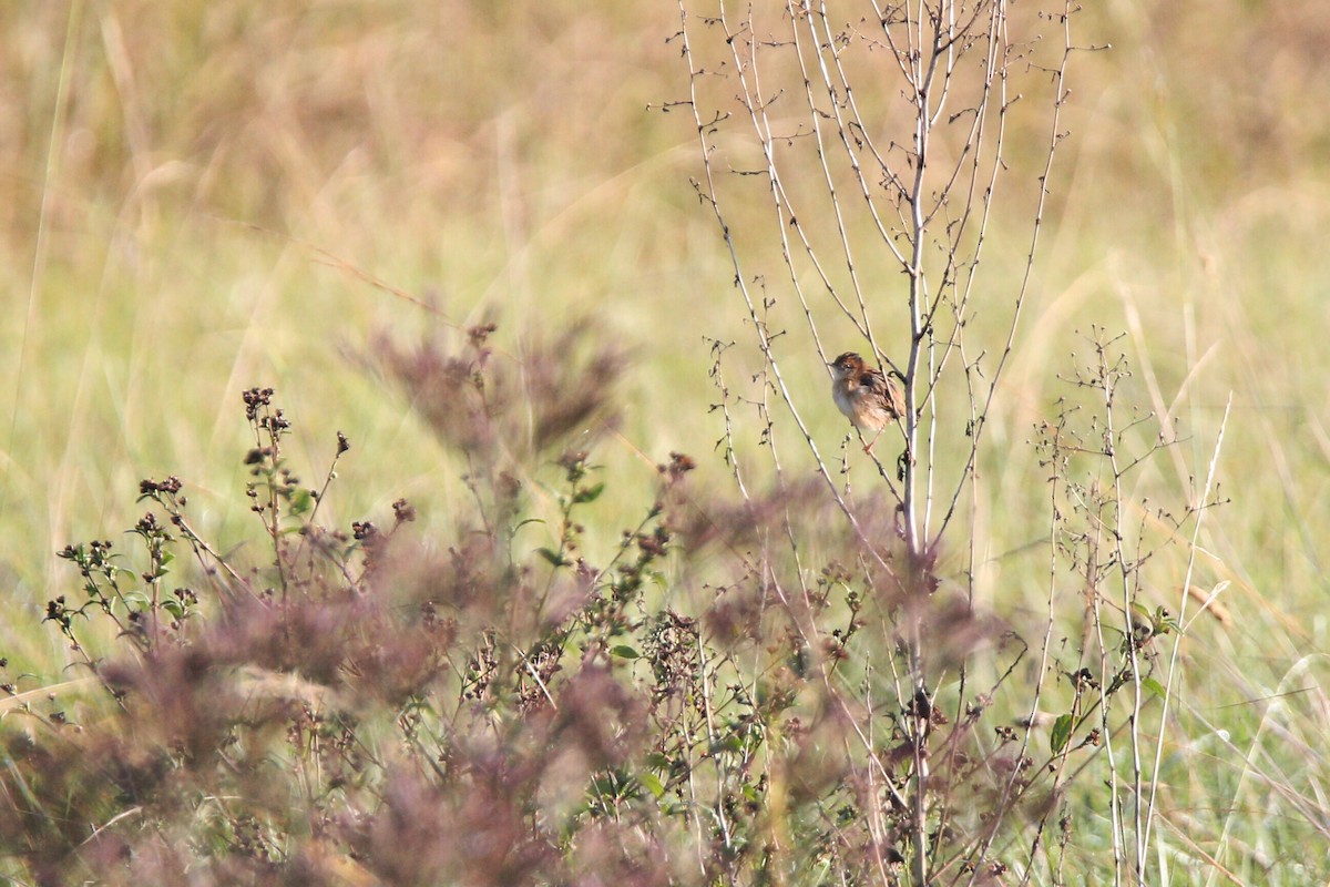 Golden-headed Cisticola - Cooper Tamayo