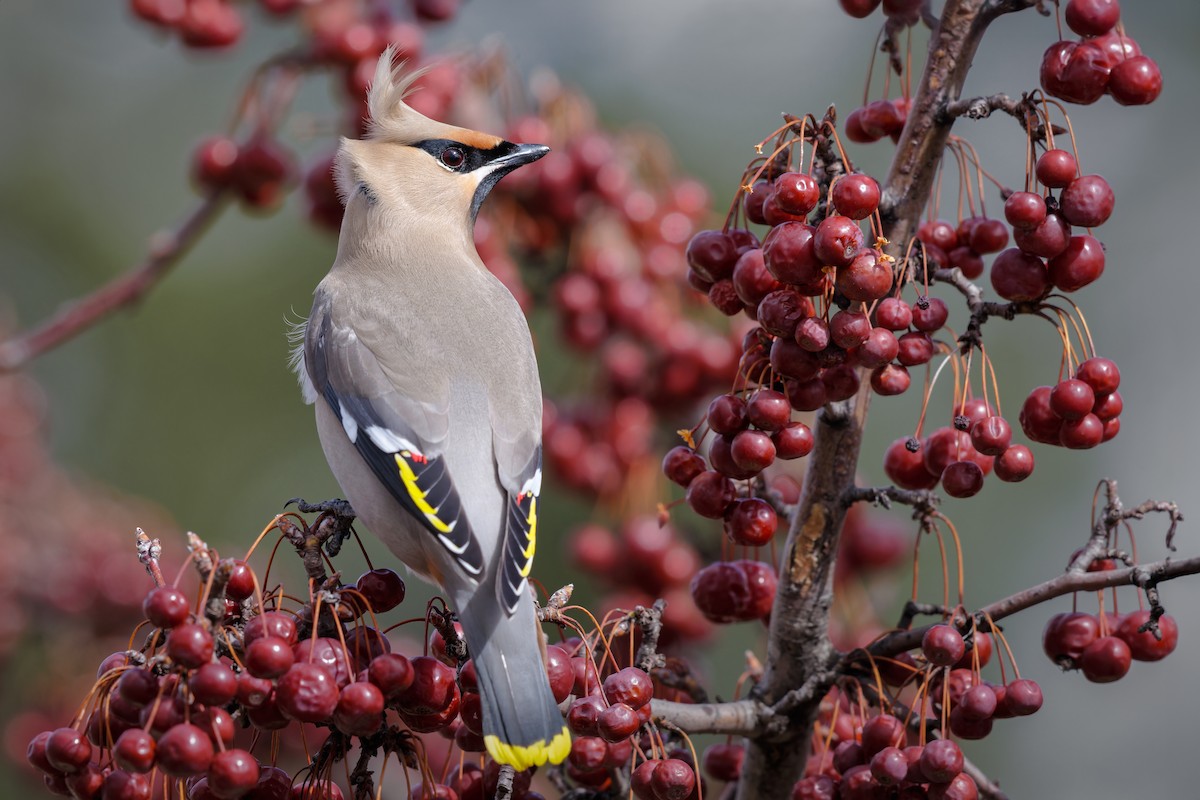 Bohemian Waxwing - Frédérick Lelièvre