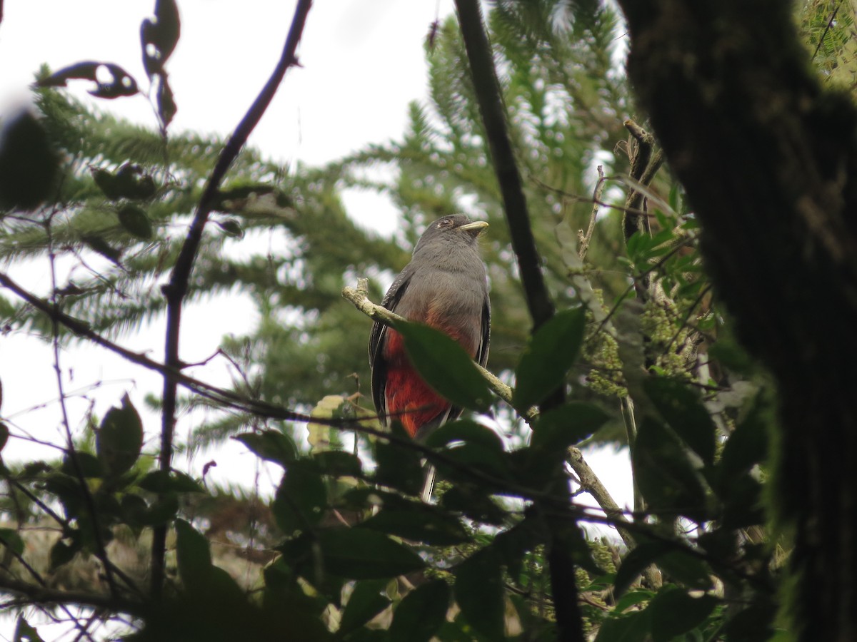 Surucua Trogon - ML617590252