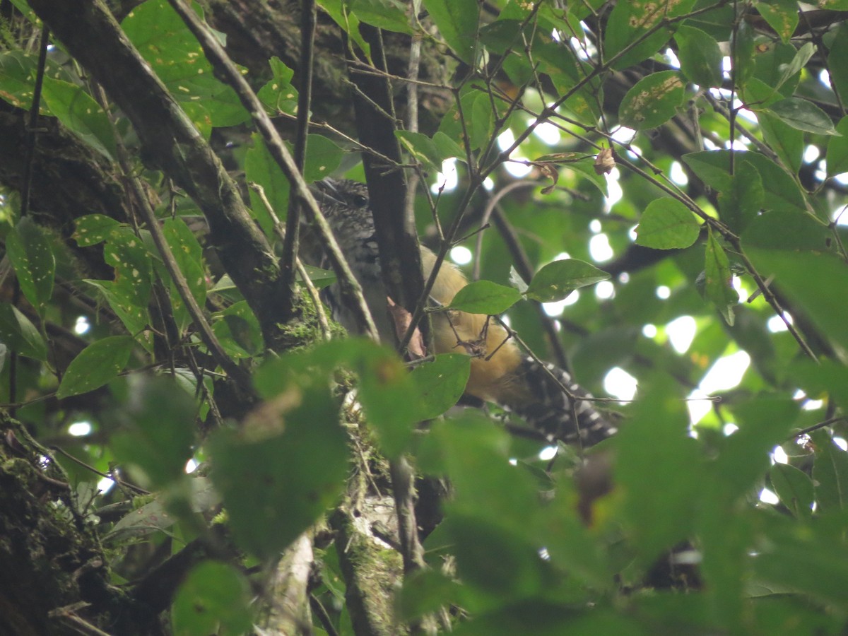 Spot-backed Antshrike - ML617590258