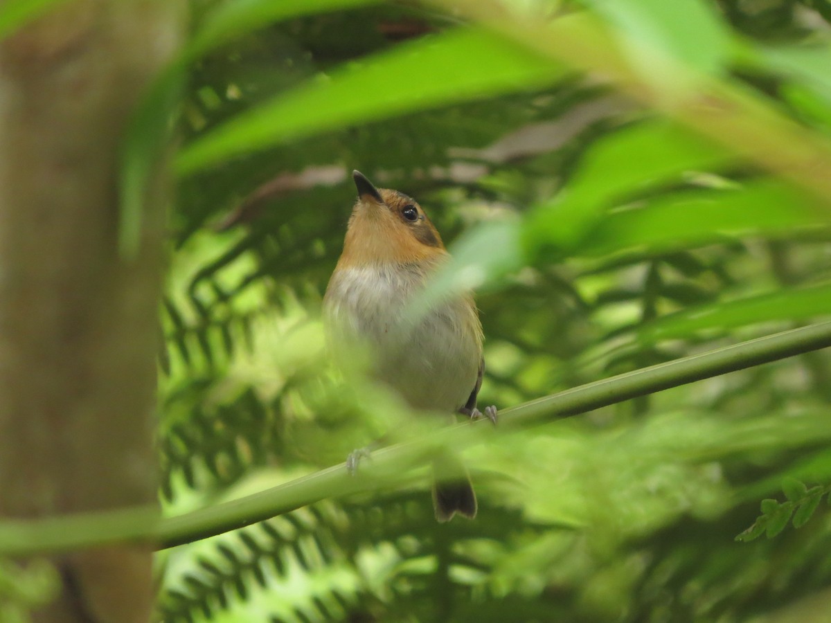 Ochre-faced Tody-Flycatcher - ML617590304