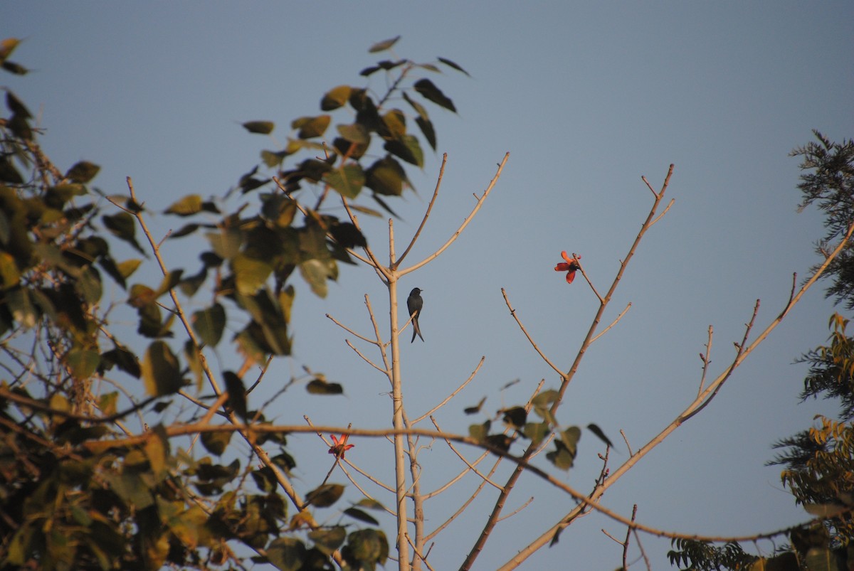 Black Drongo - ML617590386