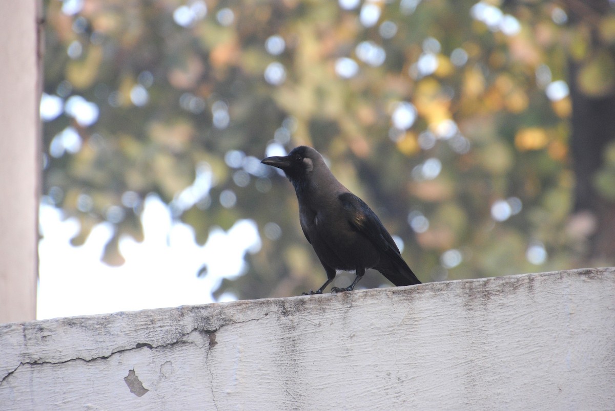 House Crow - ML617590427