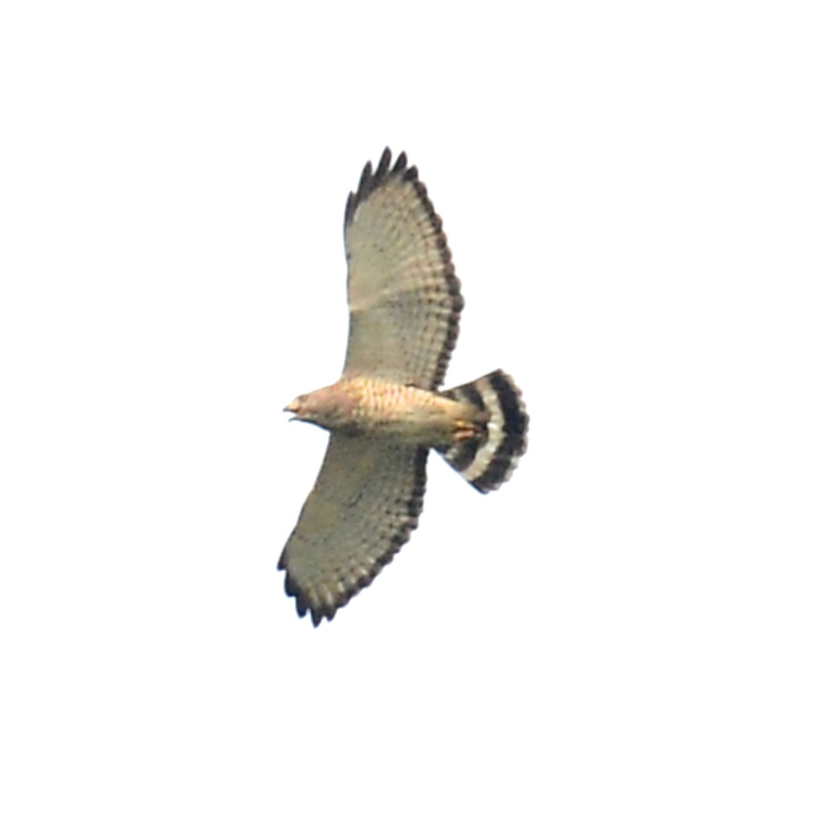 Broad-winged Hawk - ML617590476