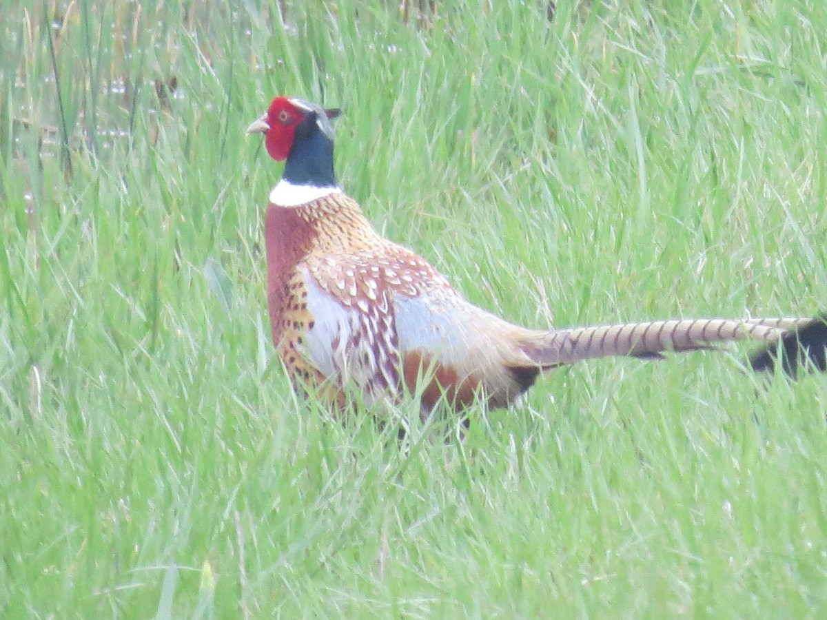 Ring-necked Pheasant - ML617590485