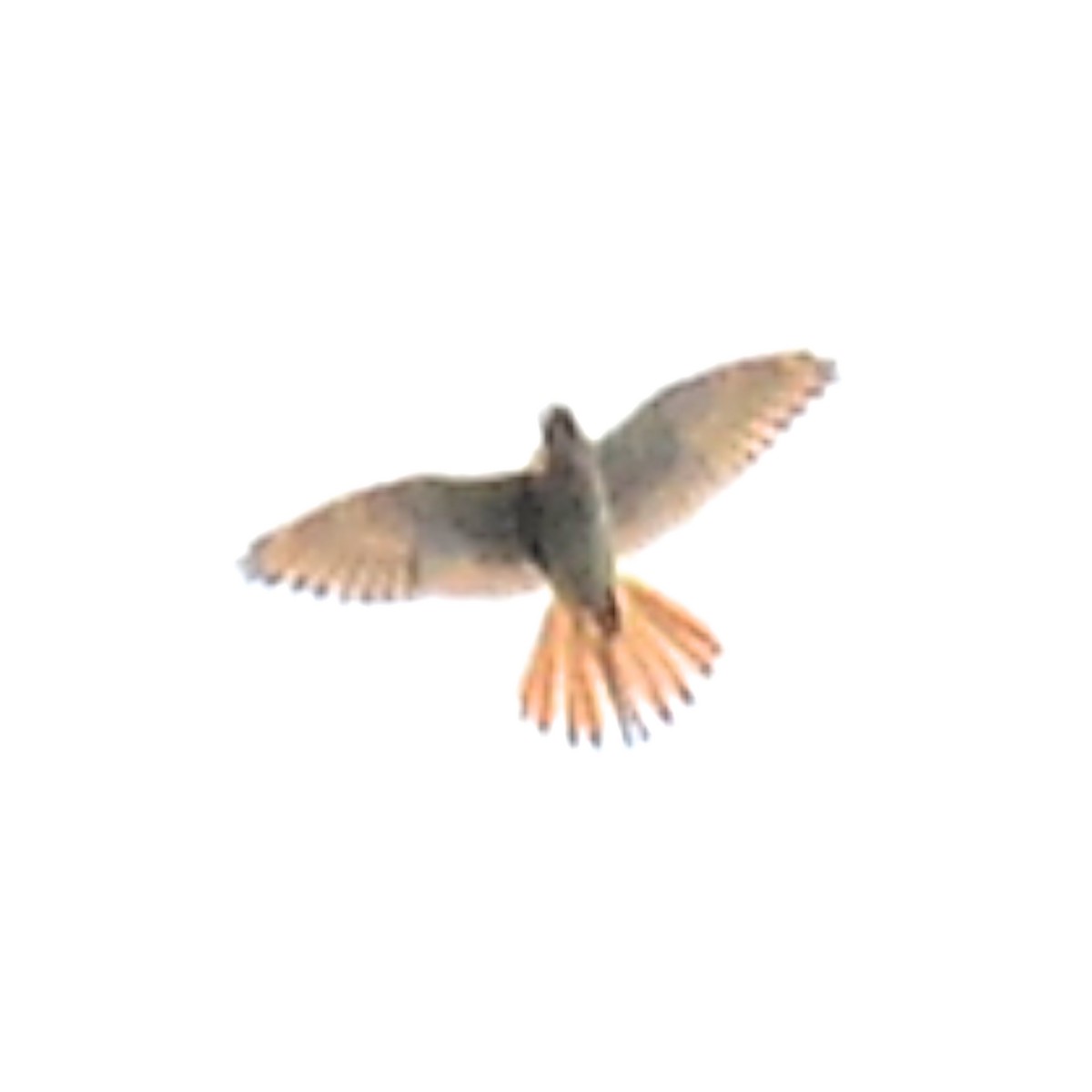 American Kestrel - ML617590514