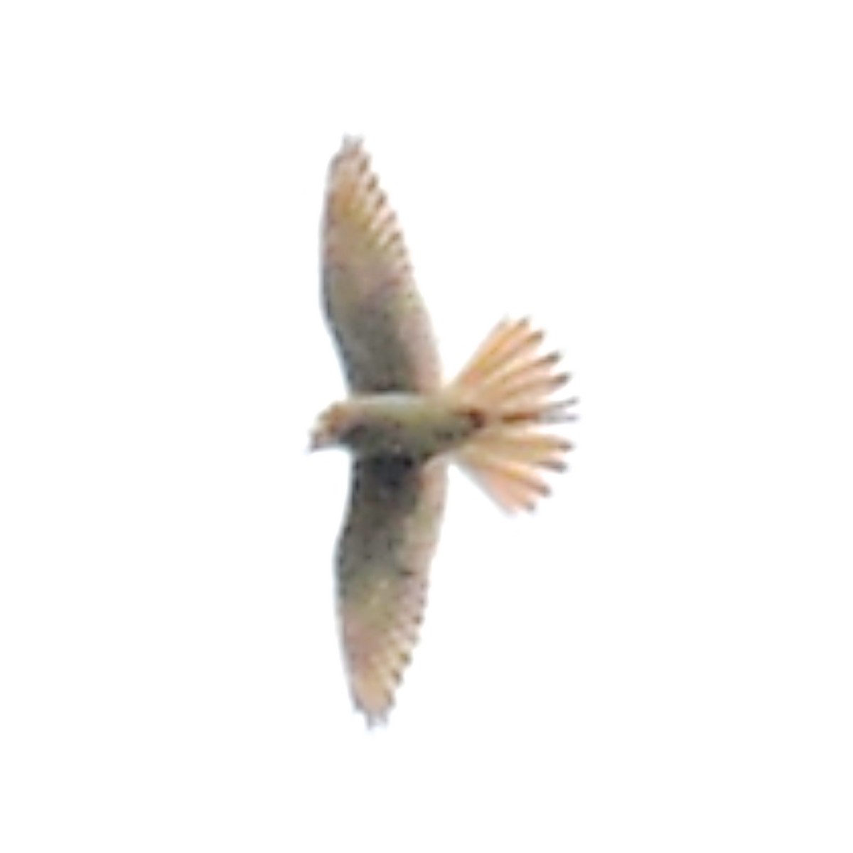 American Kestrel - ML617590515