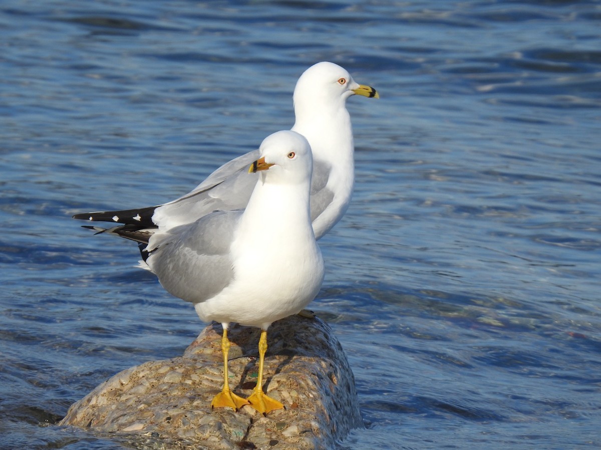 Ring-billed Gull - ML617590518