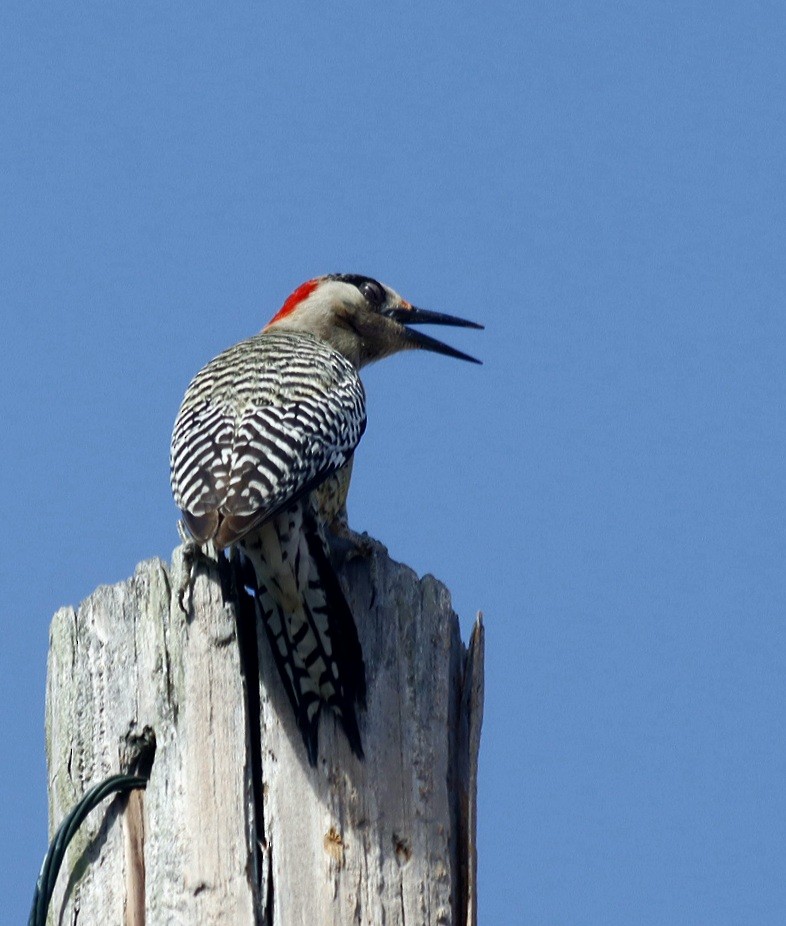 West Indian Woodpecker - Michel M.Izquierdo