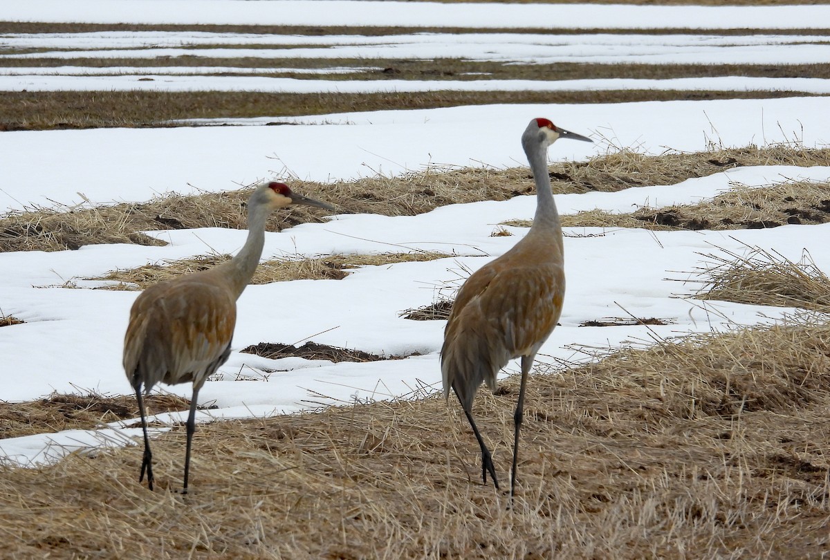 Sandhill Crane - Tresa Moulton