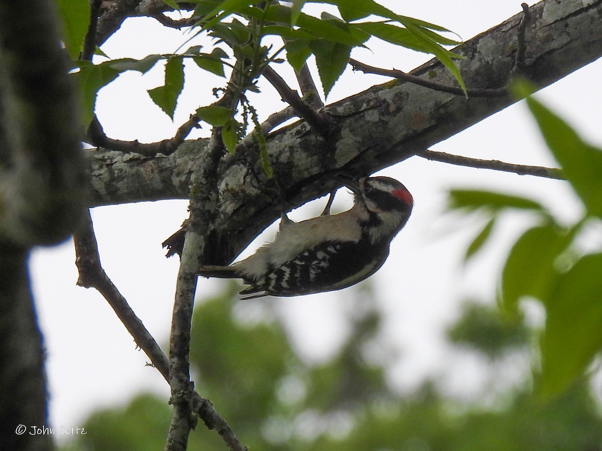 Downy Woodpecker - ML617590573