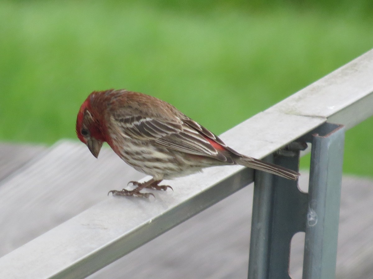 House Finch - ML617590574