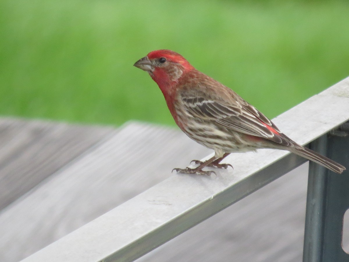 House Finch - Ethan Maynard