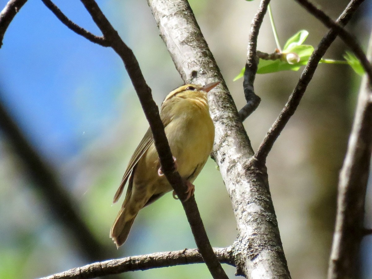 Worm-eating Warbler - Lisa Mills