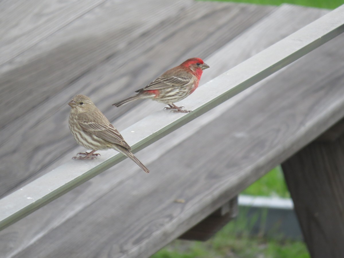 House Finch - ML617590585