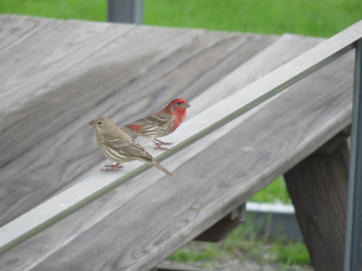 House Finch - ML617590587