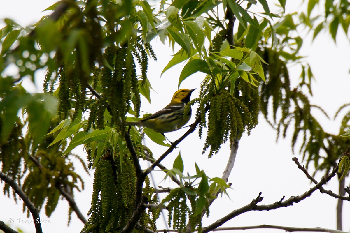 Black-throated Green Warbler - ML617590591