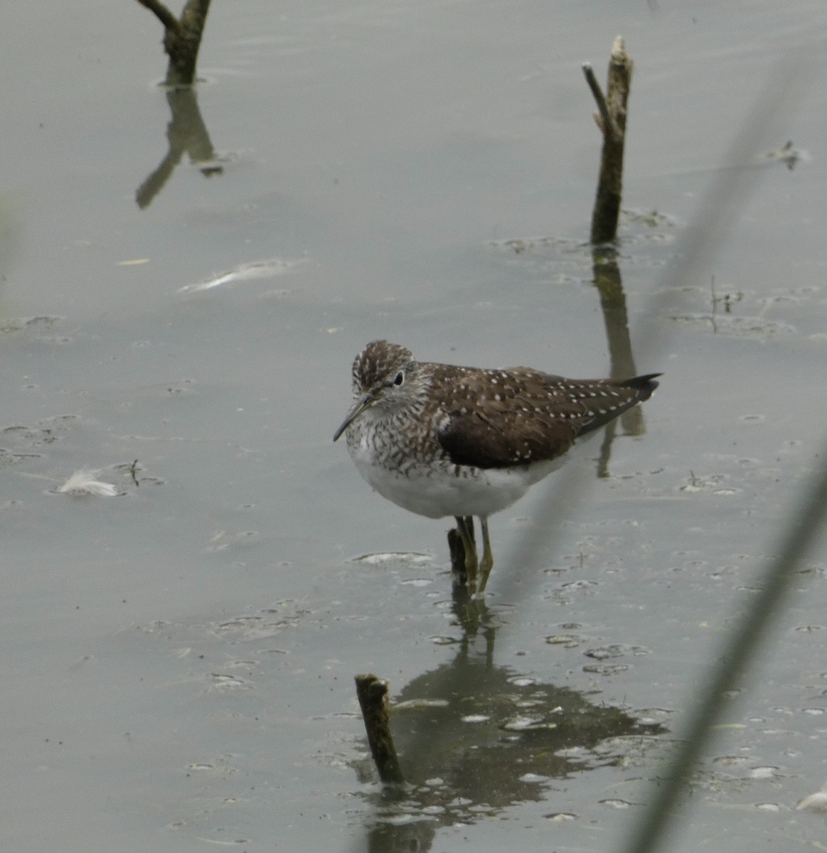 Solitary Sandpiper - Deb Weltsch