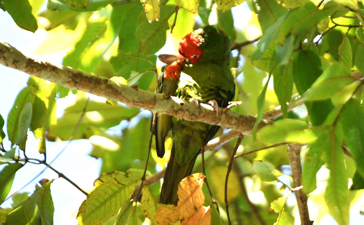 オナガアカボウシインコ - ML617590651