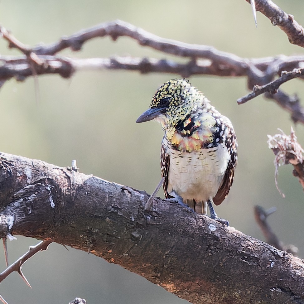 D'Arnaud's Barbet - ML617590655