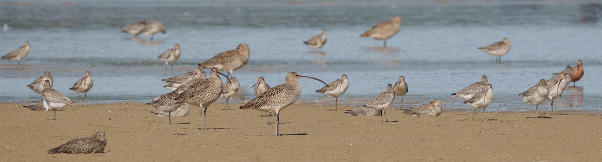 Far Eastern Curlew - ML617590666