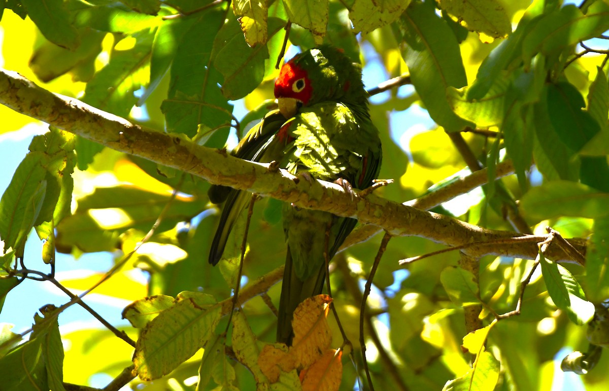 Red-masked Parakeet - ML617590668