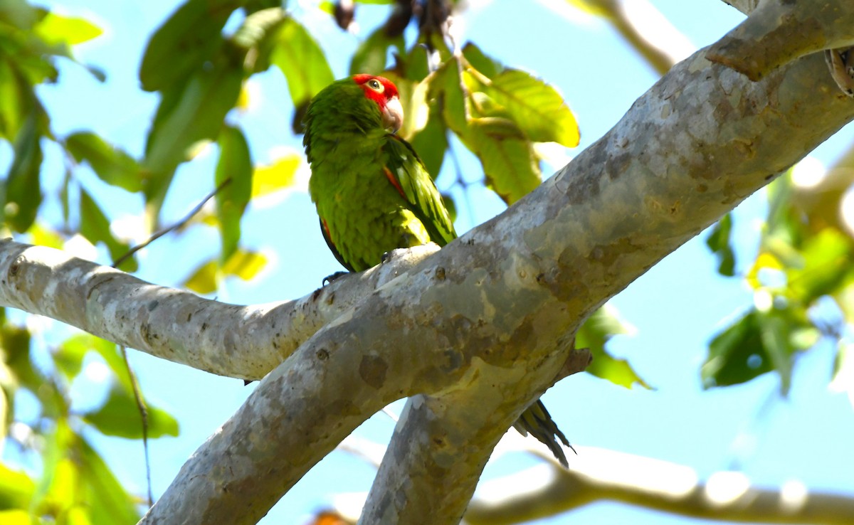 オナガアカボウシインコ - ML617590724