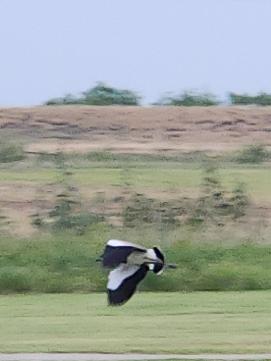 Southern Lapwing - ML617590731