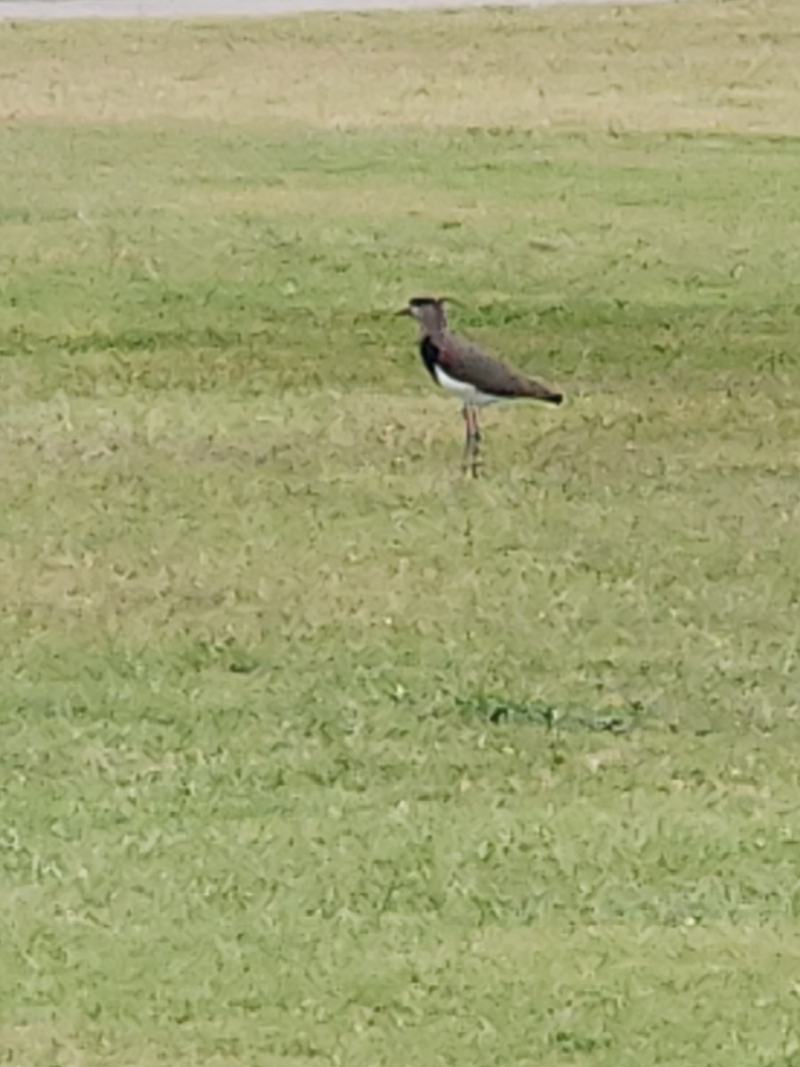 Southern Lapwing - ML617590732