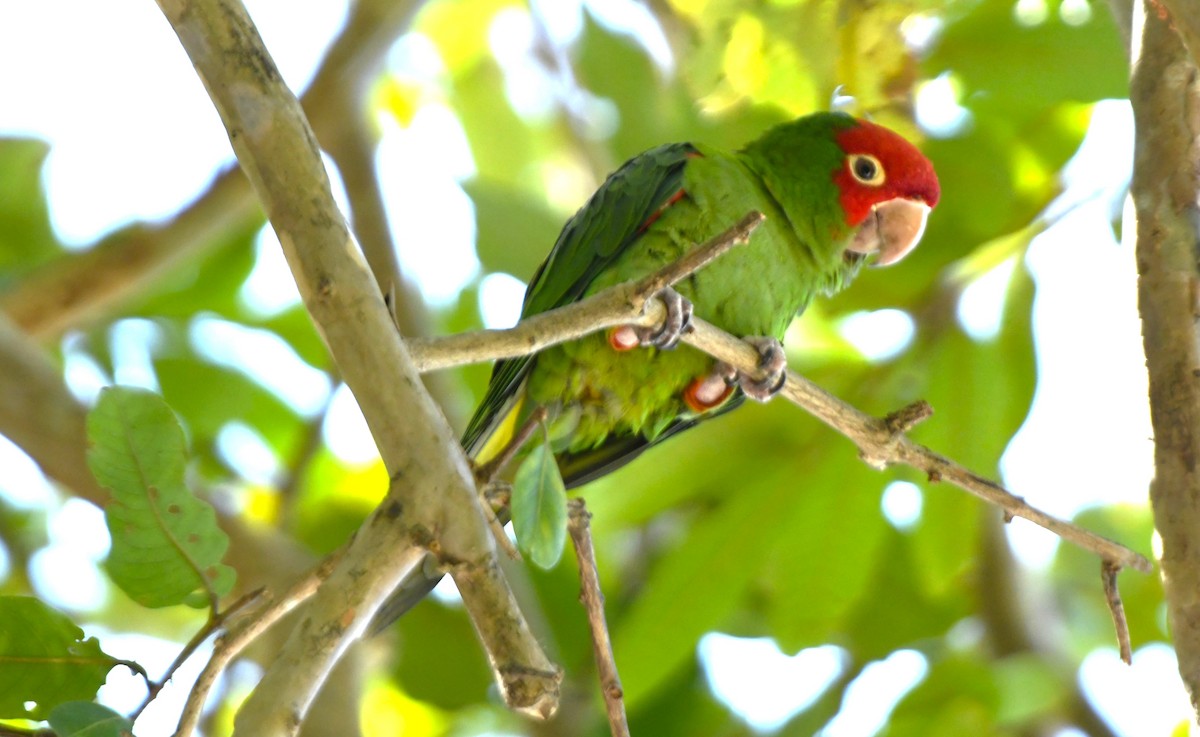 オナガアカボウシインコ - ML617590736