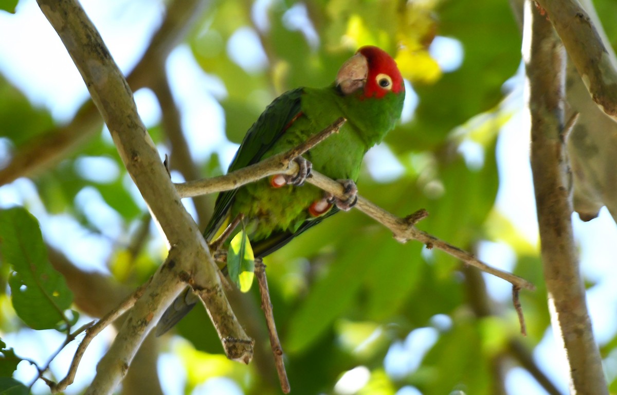 オナガアカボウシインコ - ML617590746